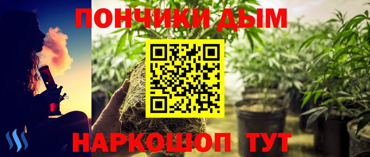 Марихуана гибрид  Назрань  Каннабис планчик  Бошки Шишки марихуана 